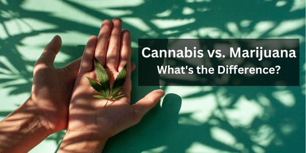 Cannabis vs. Marijuana: What's the Difference?