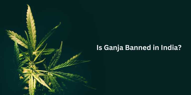 Is Ganja Banned in India? Legal Insights