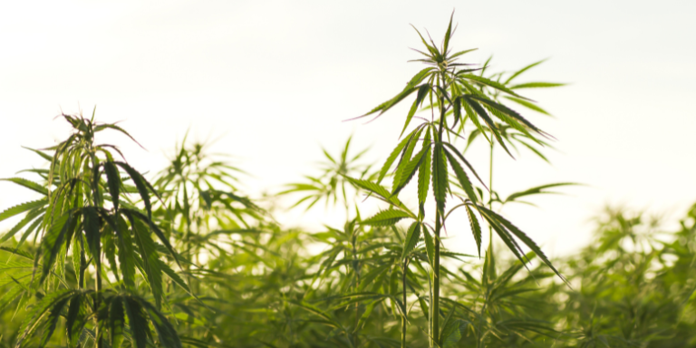 What Makes Indian Hemp Unique: Regional Variations and Benefits