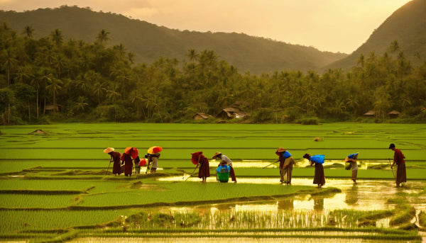 How Indian Farmers are Benefiting from Hemp Cultivation