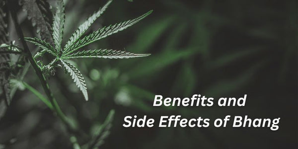 Benefits and Side Effects of Bhang