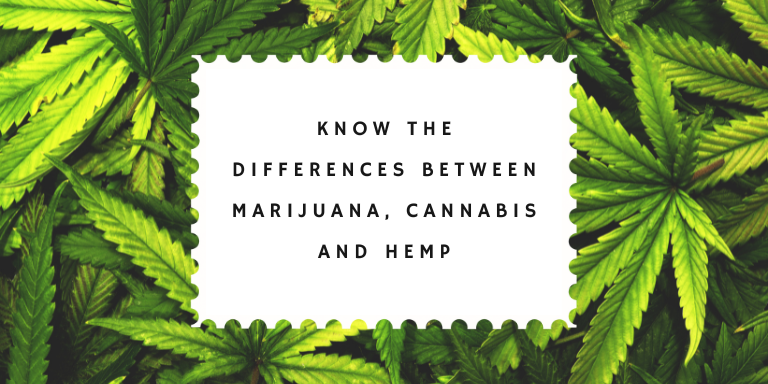 Know the Differences Between Marijuana, Cannabis, and Hemp