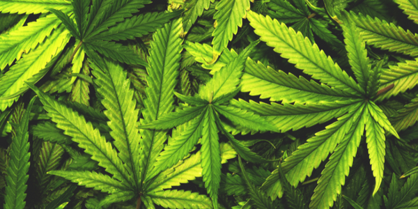 Why Hemp is the Perfect Superfood for a Balanced Diet