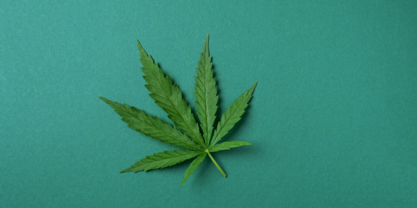 The Difference Between Hemp, CBD, and Marijuana: What You Need to Know