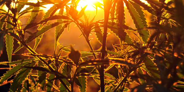 The Science Behind Hemp and Smoking Addiction: How It Works