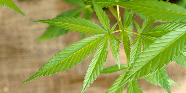 How to Use Hemp Products for Managing Tobacco Cravings