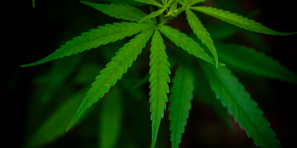 The Growing Popularity of Hemp Products in India