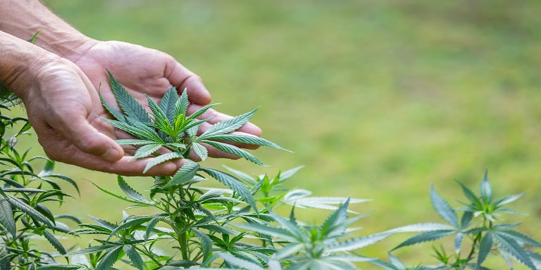 Eco-Friendly Benefits Of CBD: How Hemp Can Help Save The Planet?